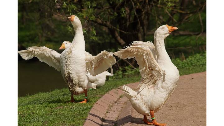 Фото: Анатолий Цымбалюк / Вечерняя Москва