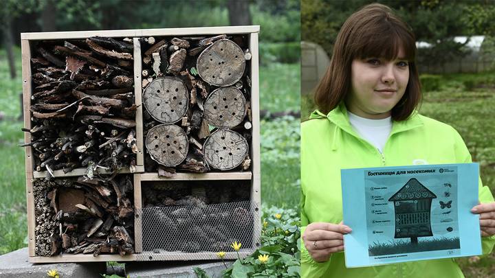 Хостел для насекомых / Фото: Алексей Орлов / Вечерняя Москва