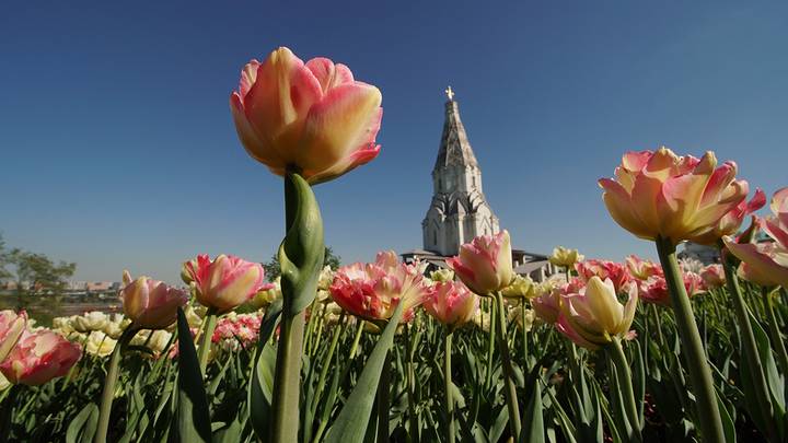 Фото: Анатолий Цымбалюк / Вечерняя Москва