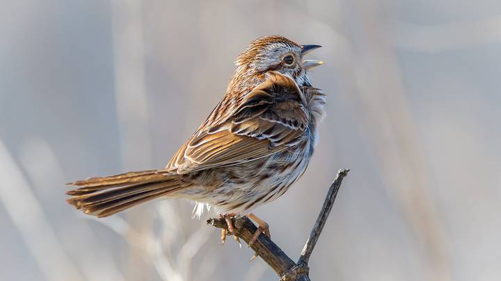 Наши пернатые соседи