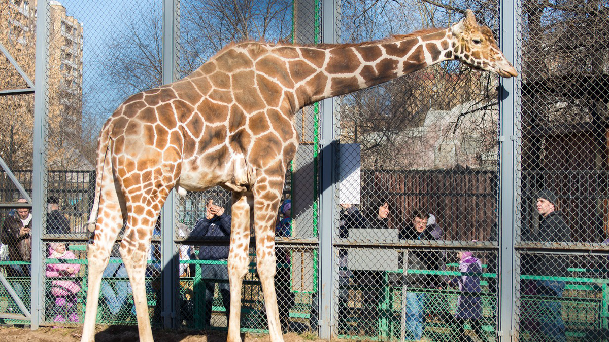 «Радует посетителей»: в Московском зоопарке поделились видео с жирафом Самсоном