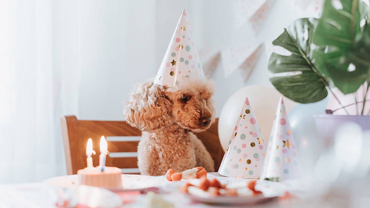 Как устроить собаке праздник (например, если у нее день рождения) - Питомцы ремонты-бмв.рф
