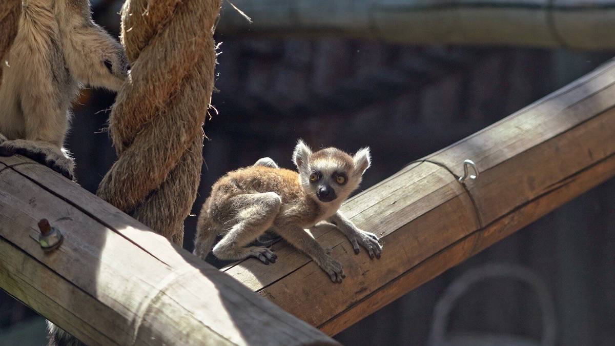 Московский зоопарк показал, как лемуры подстраховывают детеныша на высоте