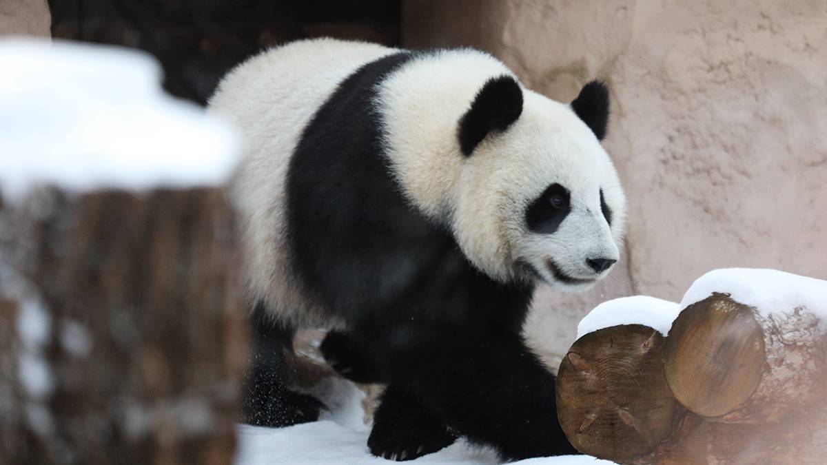 «Не дожидаясь Нового года»: в Московском зоопарке панда Жуи распаковал подарки