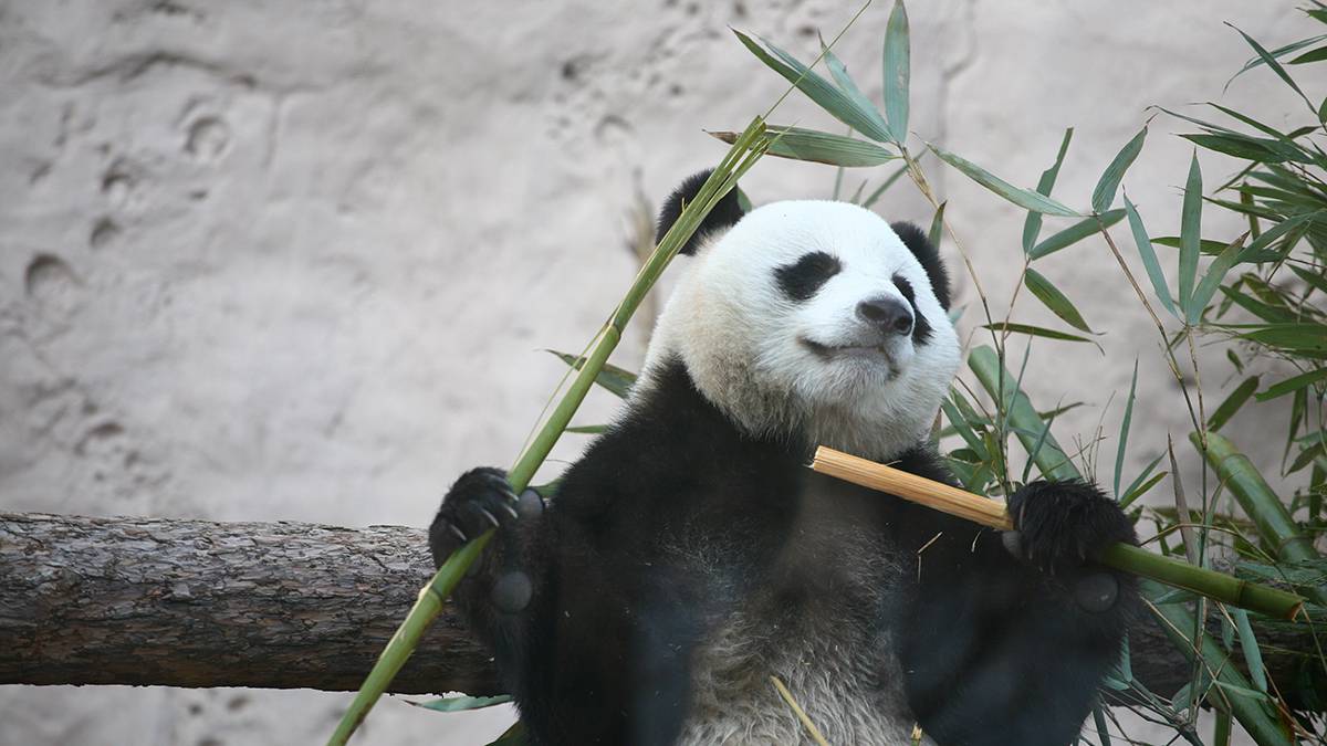 «Ну очень старается»: Московский зоопарк показал, как малышка-панда ест бамбук