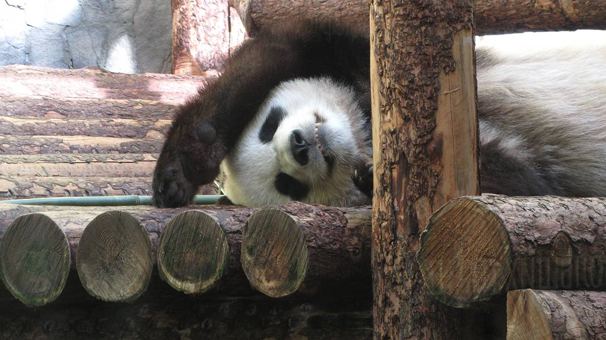 Московский зоопарк показал будни панды Жуи после рождения малыша