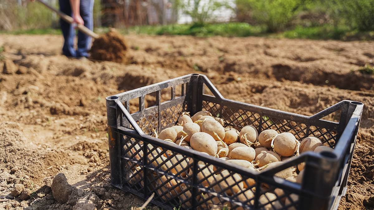 Эксперты дали действенные советы, чтобы повысить урожайность картошки