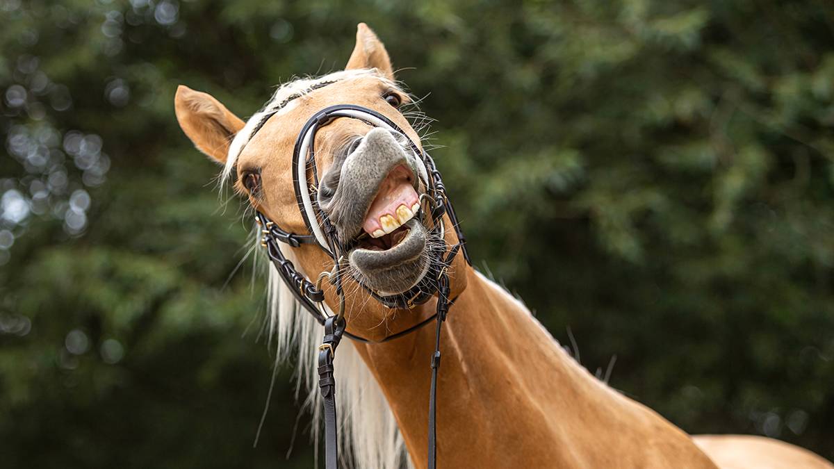 Решил подкатить: стали известны причины появления лошади в лифте в Осинниках