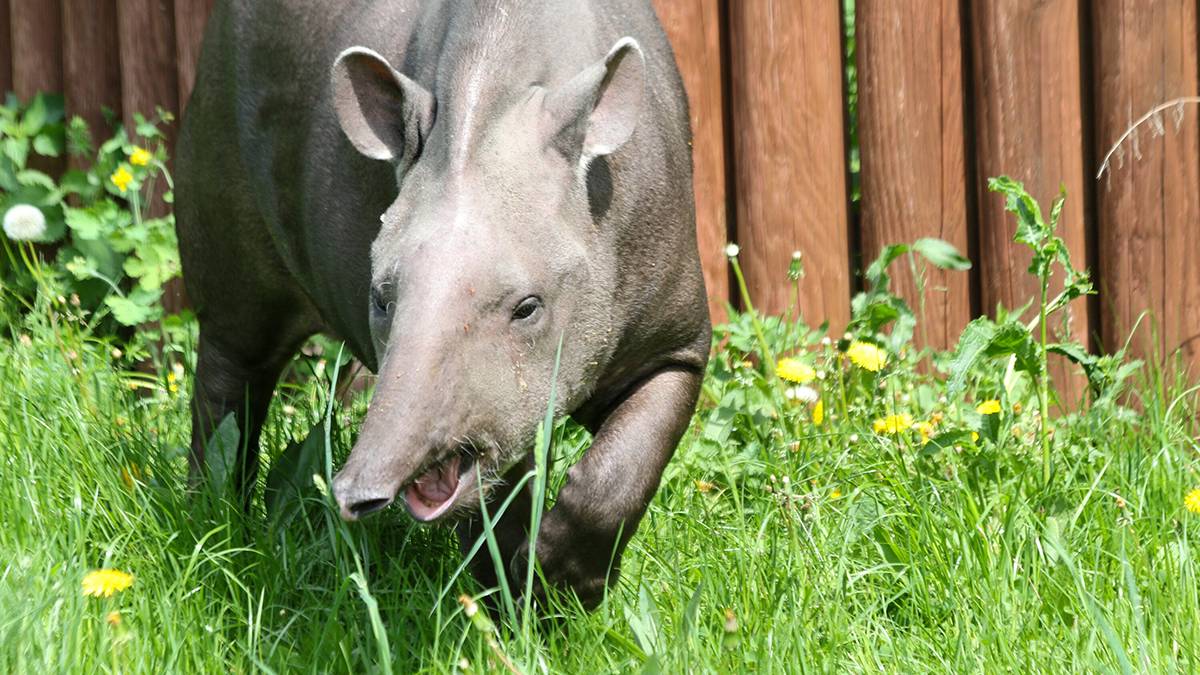 Московский зоопарк поделился видео с тапиром Сью, которая очень любит поесть