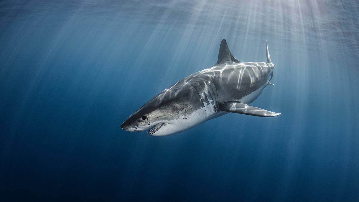 Тупорылая акула вцепилась в живот 64-летнему туристу у острова Тобаго