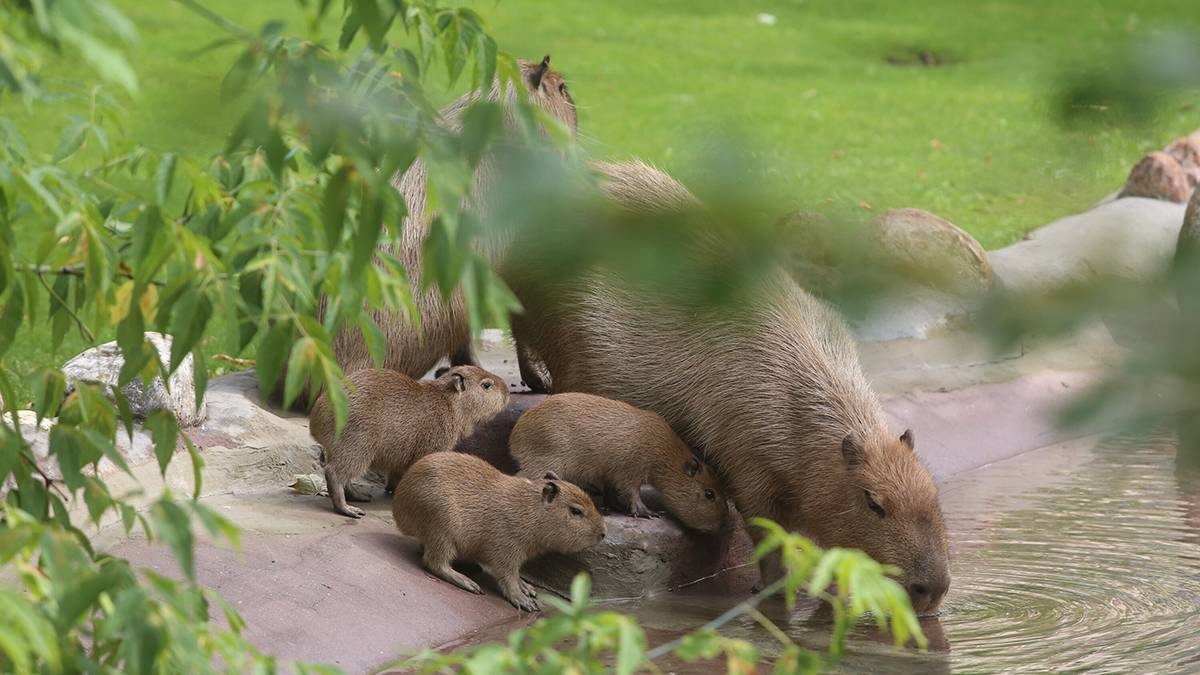 «Были такими маленькими»: Московский зоопарк показал «семейные» отношения капибар