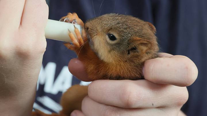 Профессиональный зоолог Мария Синькова уже год занимается реабилитацией грызунов. Много белок ей привозят с территорий ВДНХ и Битцевского леса / Фото: Сергей Шахиджанян / Вечерняя Москва