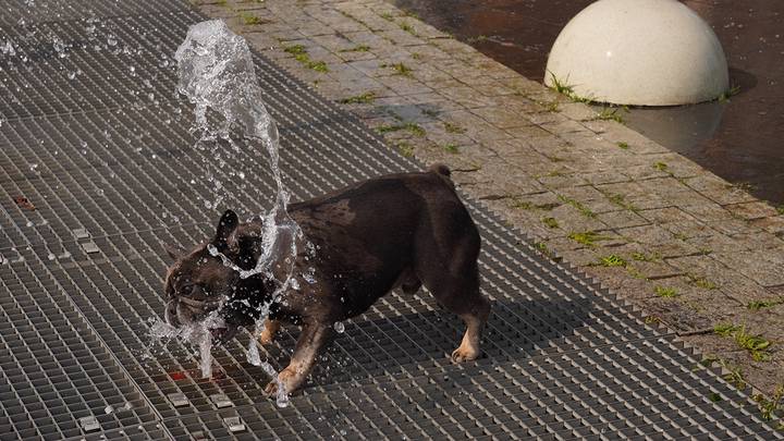 Фото: Анатолий Цымбалюк / Вечерняя Москва