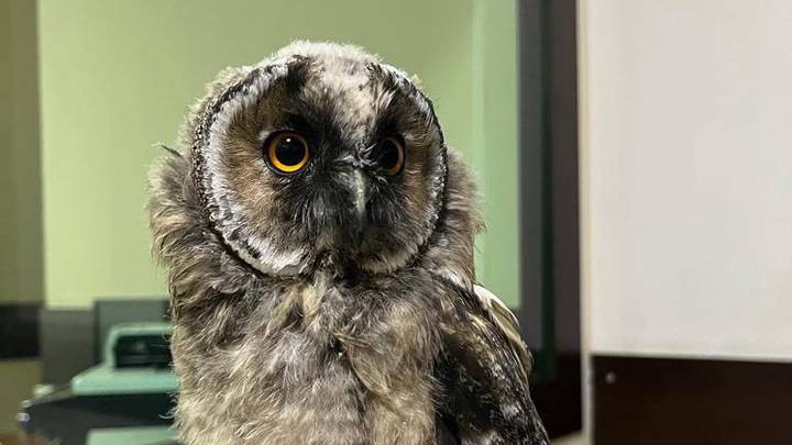 Серую неясыть в Москве спасли благодаря обращению в чат-бот «Спаси сову» Серую неясыть в Москве спасли благодаря обращению в чат-бот «Спаси сову»