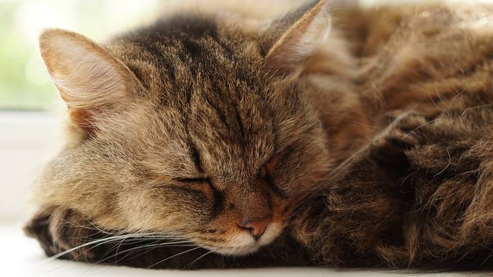 Сам в почете у себя: почему у россиян нет авторитетов?