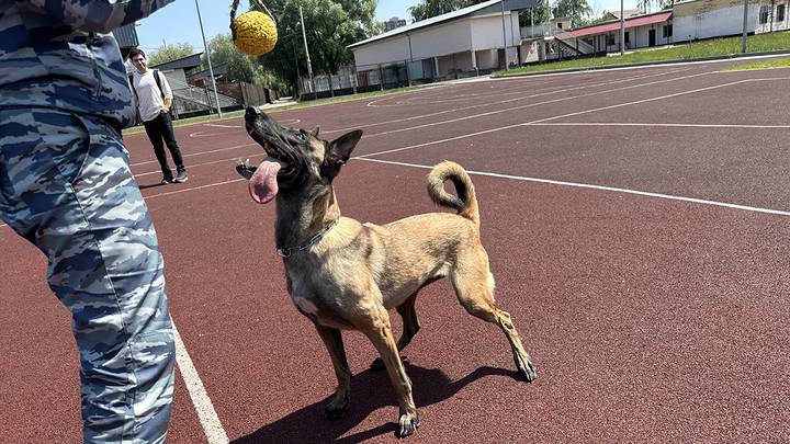 Франки / Фото: Вечерняя Москва Франки / Фото: Вечерняя Москва