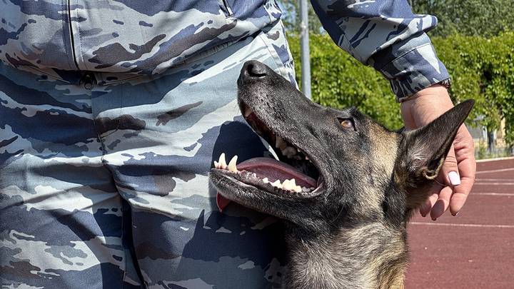 Франки / Фото: Вечерняя Москва Франки / Фото: Вечерняя Москва