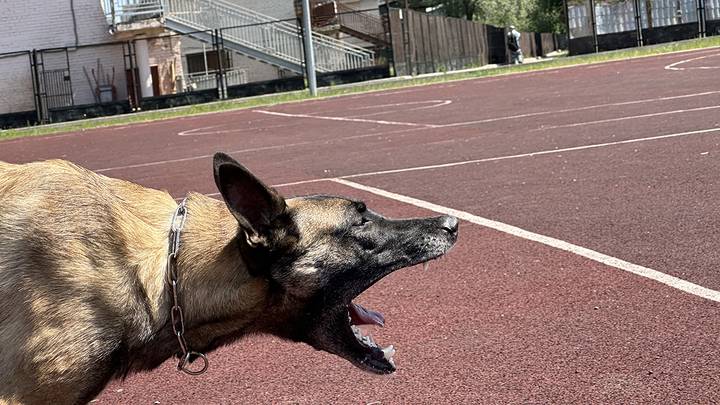 Франки / Фото: Вечерняя Москва Франки / Фото: Вечерняя Москва