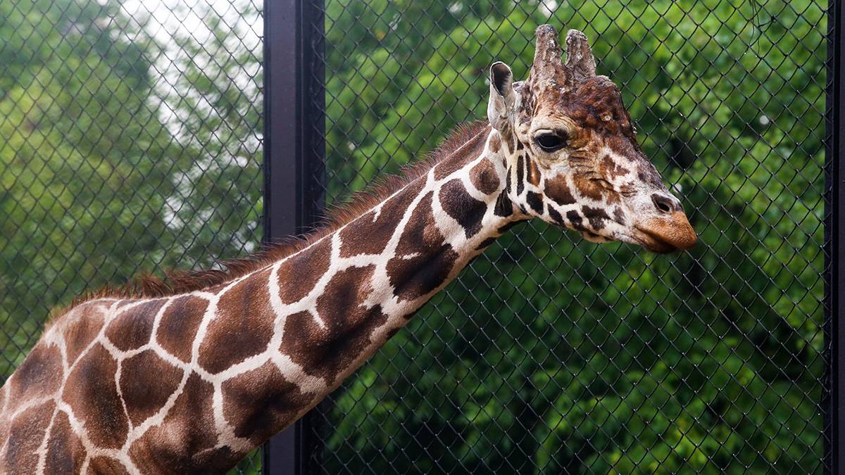 «Изящно и уверенно»: в Московском зоопарке показали эталонное дефиле жирафа Липы