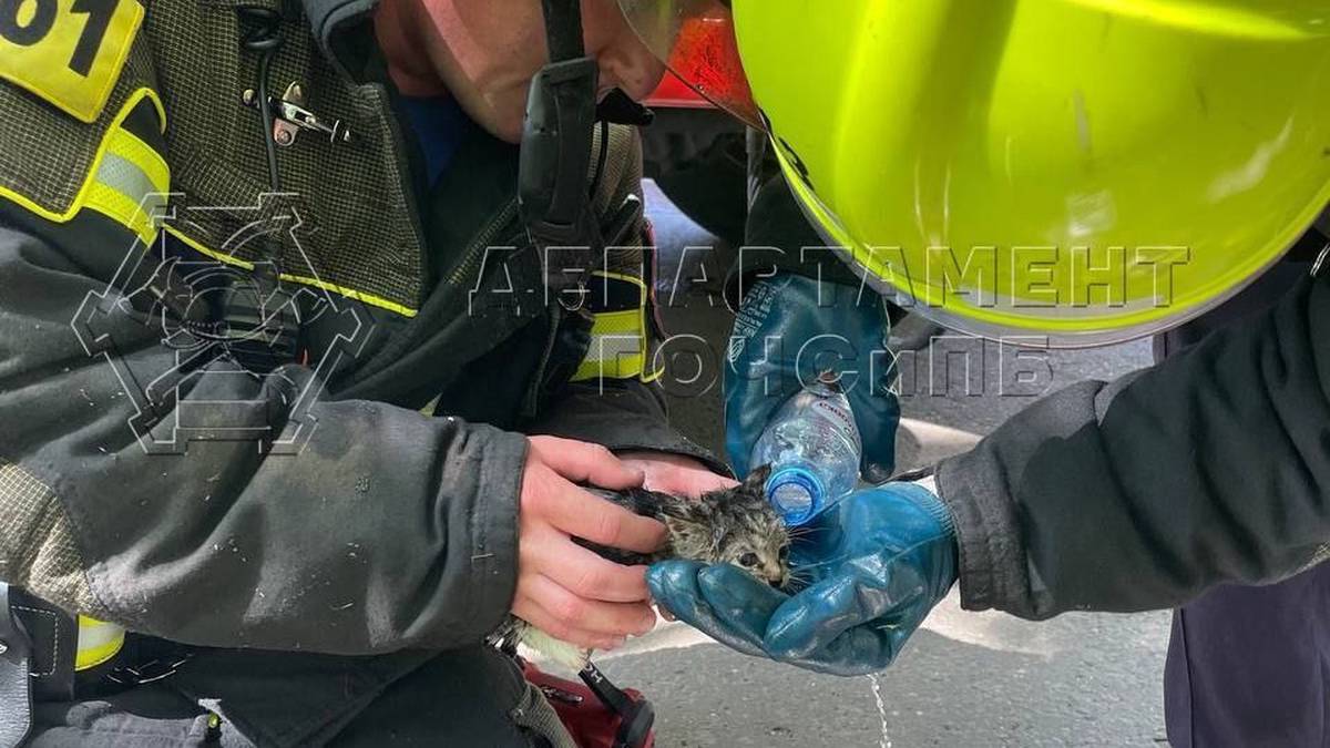 Пожарные спасли котенка из горящего сарая на территории Новой Москвы