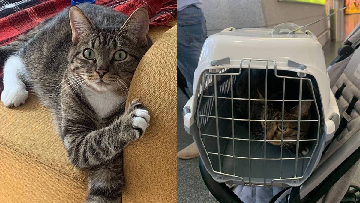 Потерявшегося в аэропорту Внуково кота Котика нашли