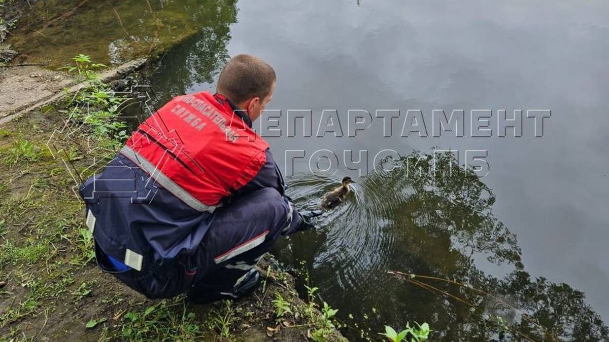 Спасатели вытащили утят из водозаборника пруда в Новой Москве