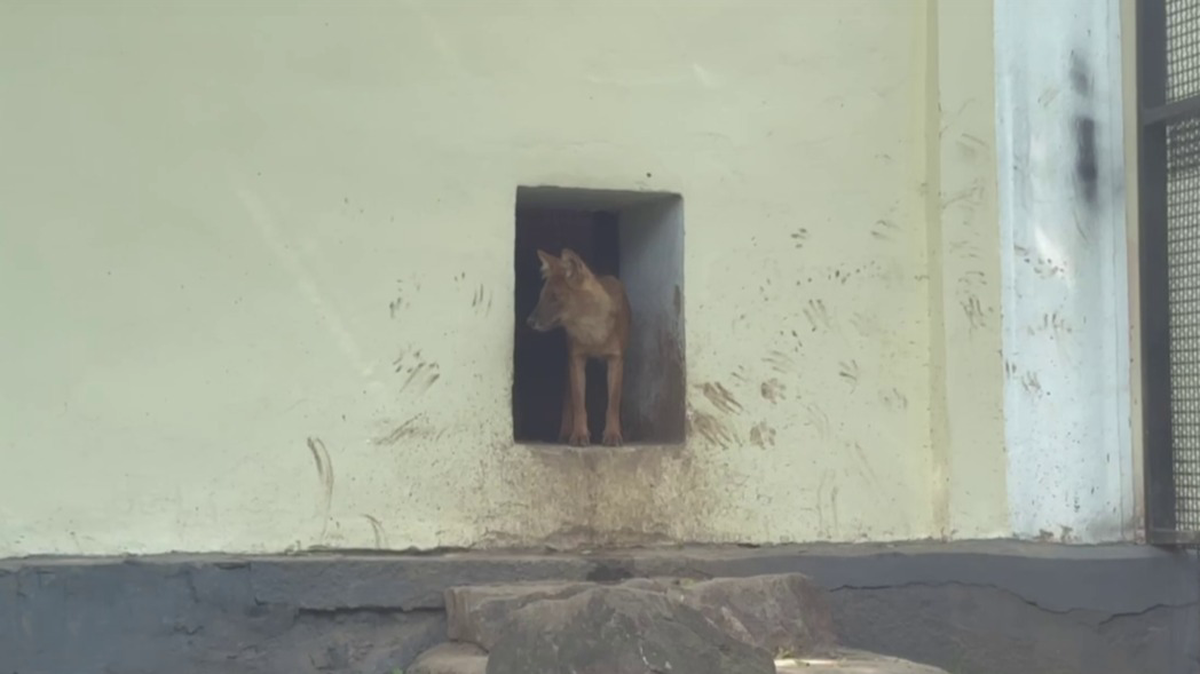 В Московском зоопарке объяснили отпечатки лап на стенах вольера красных волков
