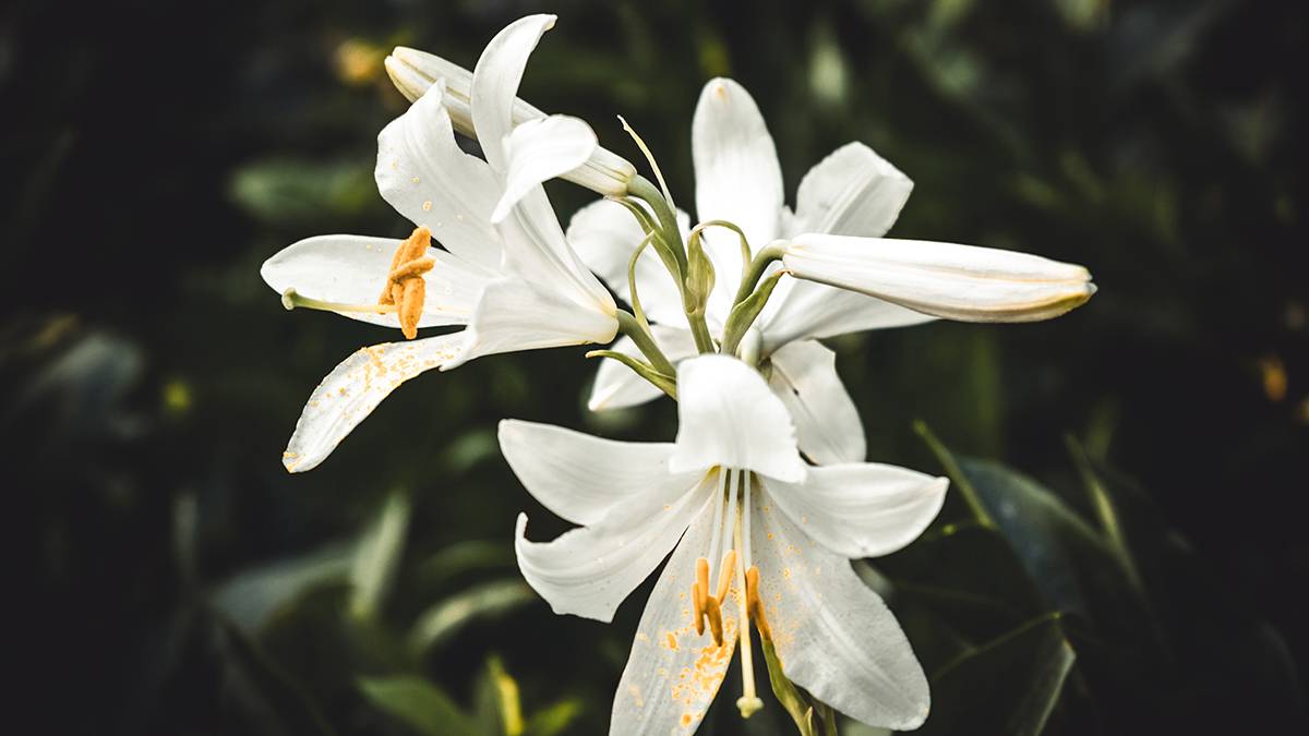 Токсиколог Кутушов назвал самые опасные цветы для аллергиков
