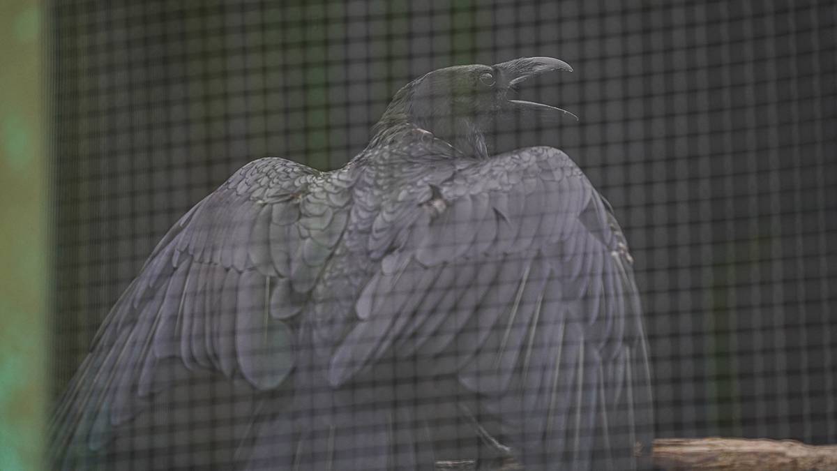 Масштабная диспансеризация птиц завершилась в Московском зоопарке