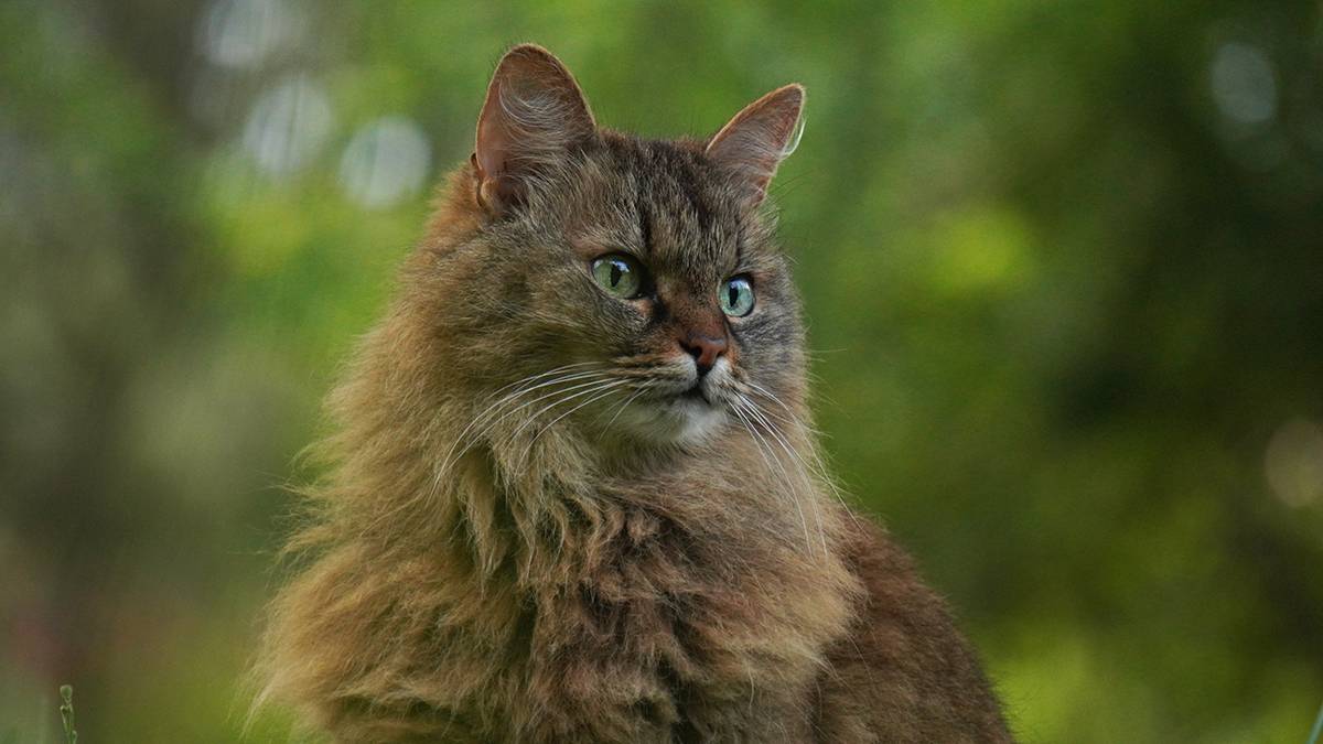 Кота-спасателя Беляша «отстранили» из-за лишнего веса в Вологде