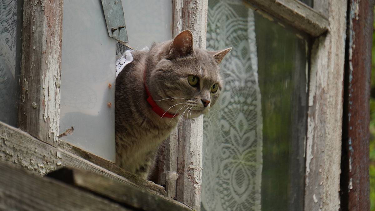 Пожарные спасли любопытную кошку в Новой Москве