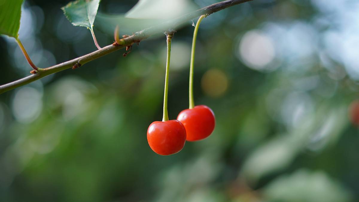 Врач Малиновская рассказала, какая ягода способствует профилактике тромбоза