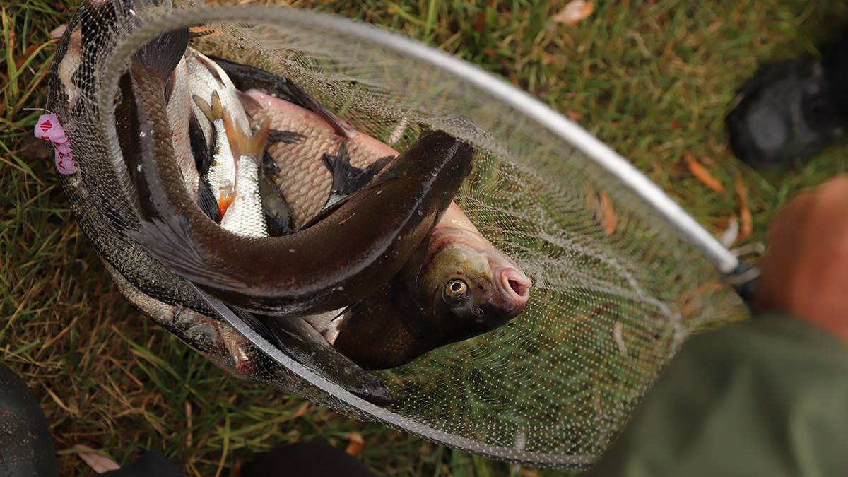 Мужчина поймал необычную рыбу на юге Москвы