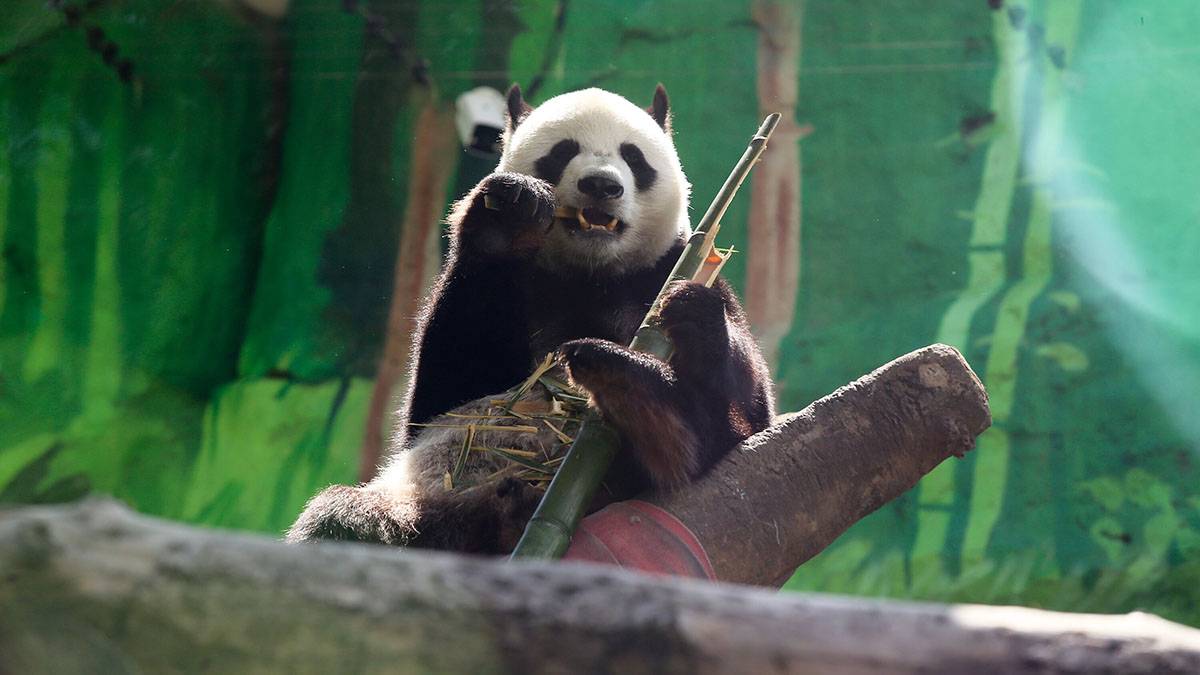 «Пока мама воспитывает»: в Московском зоопарке показали, как веселится панда Жуи