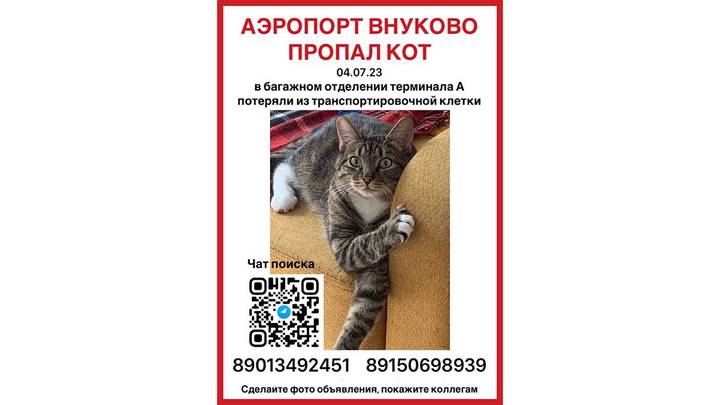 Фото: Telegram / Поиск кота Внуково Фото: Telegram / Поиск кота Внуково