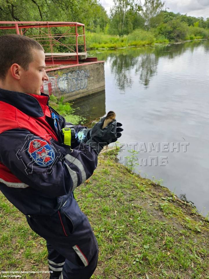 Спасатели вытащили утят из водозаборника пруда в Новой Москве
