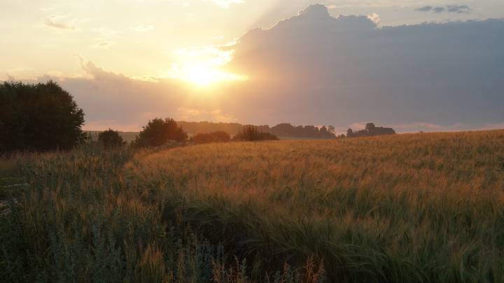 Русское поле
