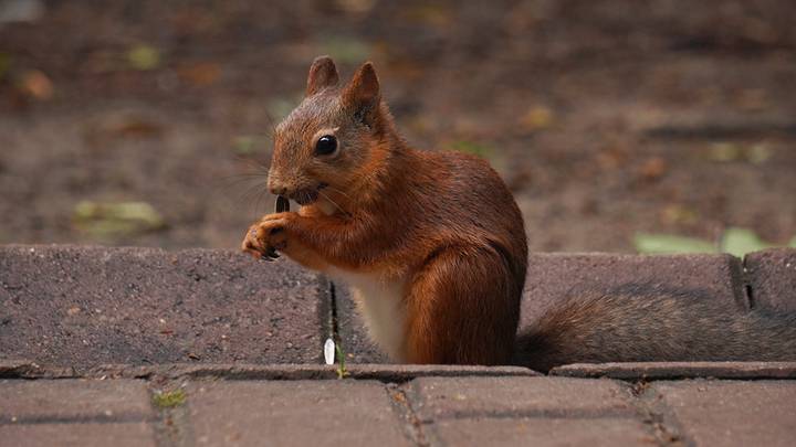 Фото: Анатолий Цымбалюк / Вечерняя Москва