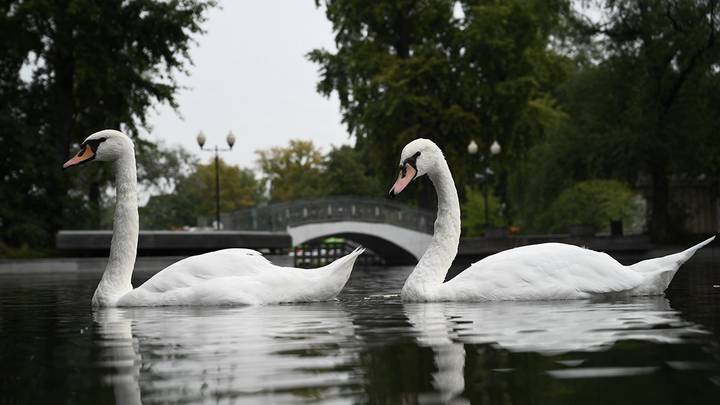 Фото: Алексей Орлов / Вечерняя Москва