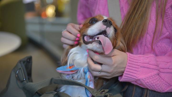 Фото: Наталья Феоктистова / Вечерняя Москва