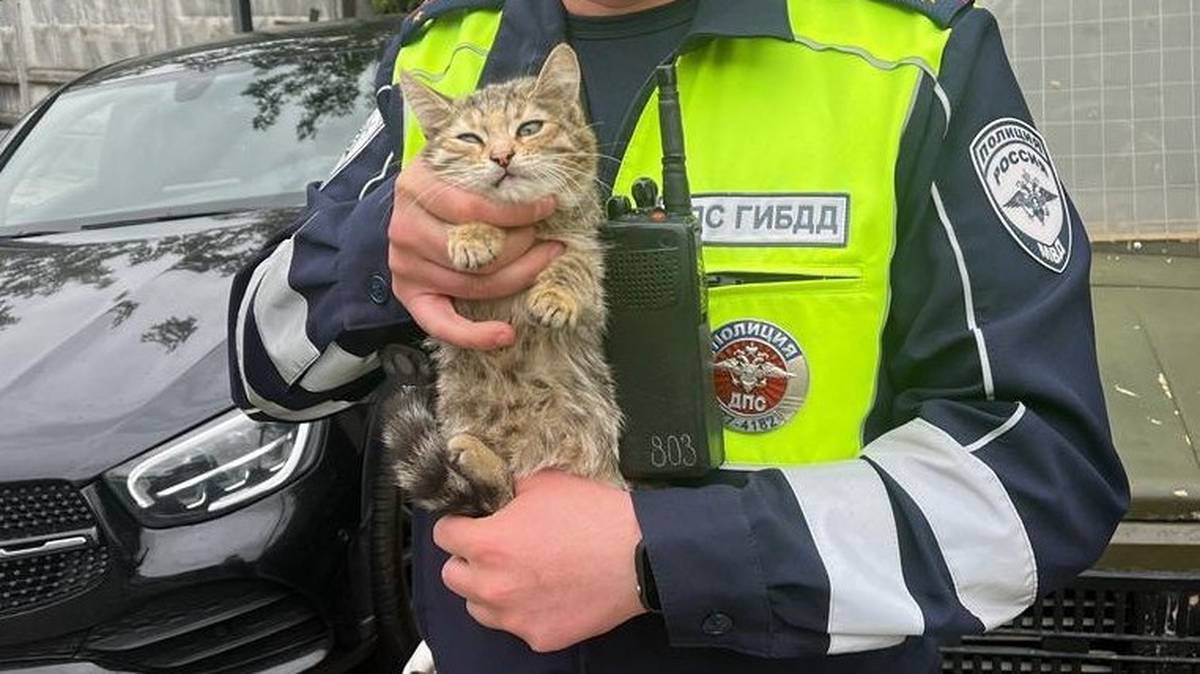 Сотрудники ГИБДД спасли котенка на западе Москвы