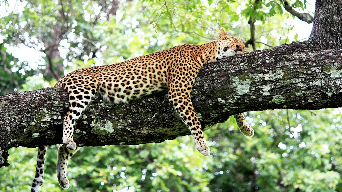 Британский турист приехал в Зимбабве, увидел леопарда и умер через пару дней 