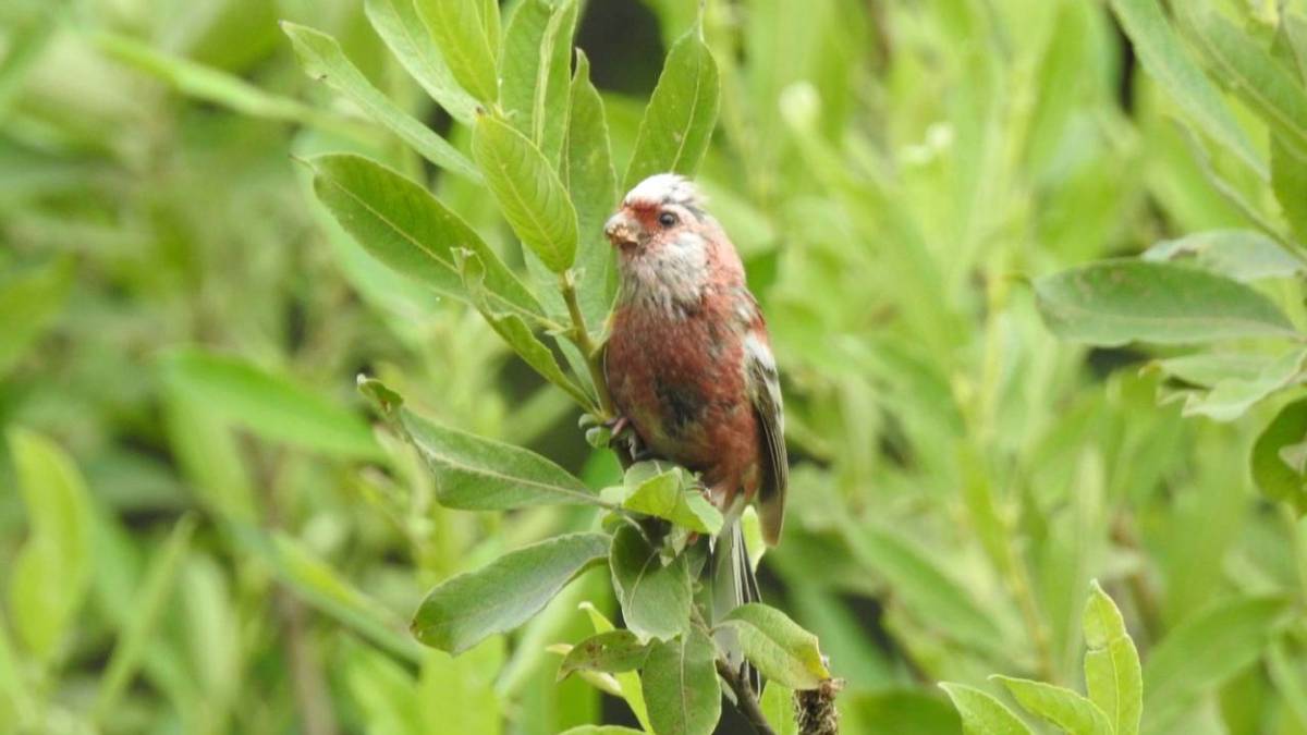 Редкую птицу урагуса сибирского заметили в столице впервые за последние 18 лет