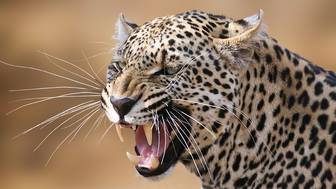 Рыси, пумы и леопард из Московского зоопарка линяют и переходят на «летнее меню»