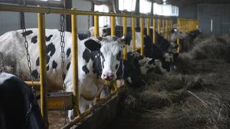 Стала известна причина распространения болезней среди скота в Новосибирской области