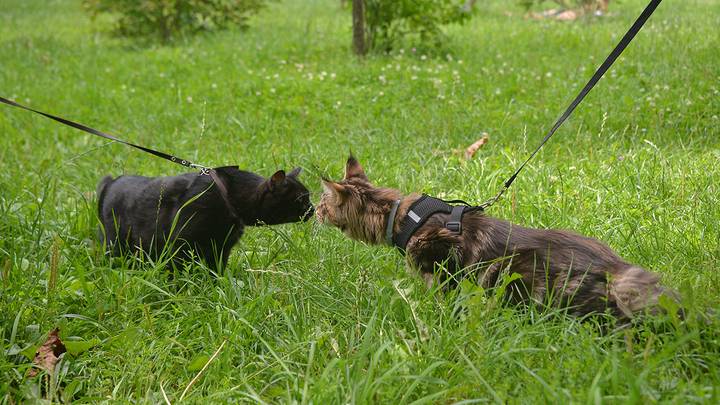Парк Сосенки в Царицыне / Фото: Анна Малакмадзе / Вечерняя Москва