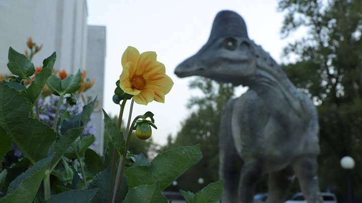 Государственный Дарвиновский музей / Фото: Анатолий Цымбалюк / Вечерняя Москва