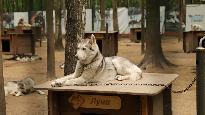 Хаски-терапия в парке «Сокольники» / Фото: Анатолий Цымбалюк / Вечерняя Москва