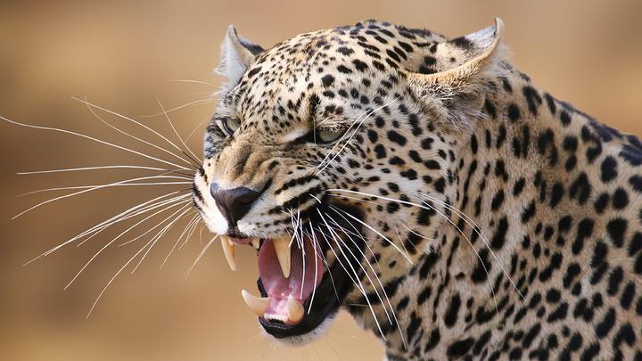 Леопард растерзал косившую траву девушку в Индии Леопард растерзал косившую траву девушку в Индии