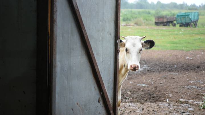 Фото: Пелагия Замятина / Вечерняя Москва